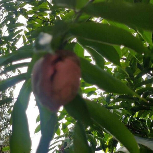 Brownea grandiceps Folha