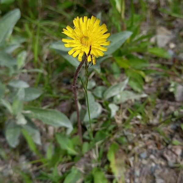 Pilosella officinarum Cvet