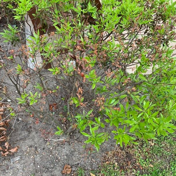 Spiraea thunbergii Leaf