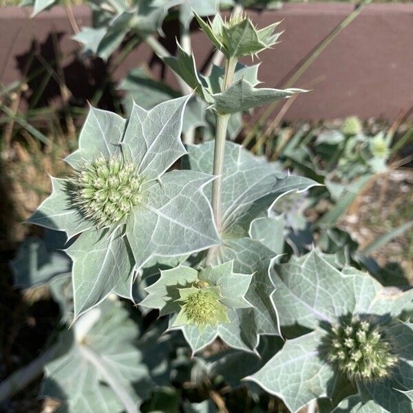 Eryngium maritimum Kukka