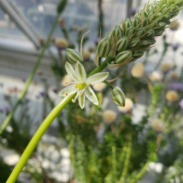 Albuca bracteata Λουλούδι