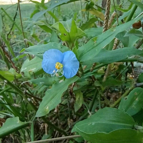 Commelina erecta Flor