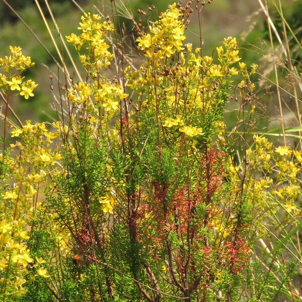 Hypericum empetrifolium 整株植物