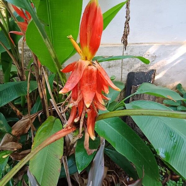 Musa troglodytarum Flors