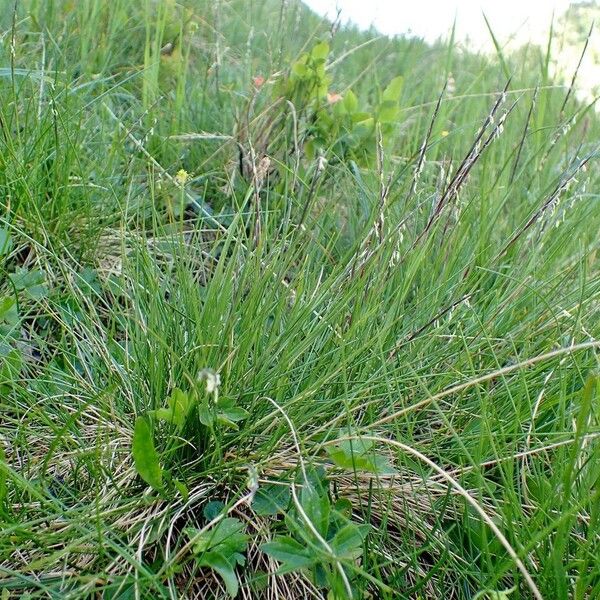 Nardus stricta Habit