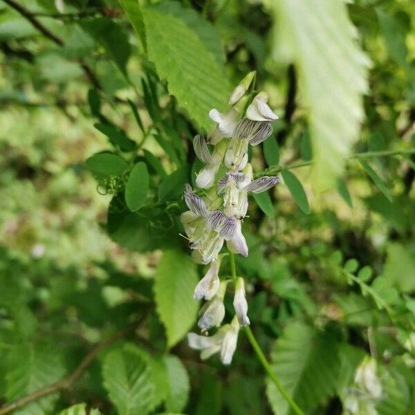 Vicia sylvatica Bloem