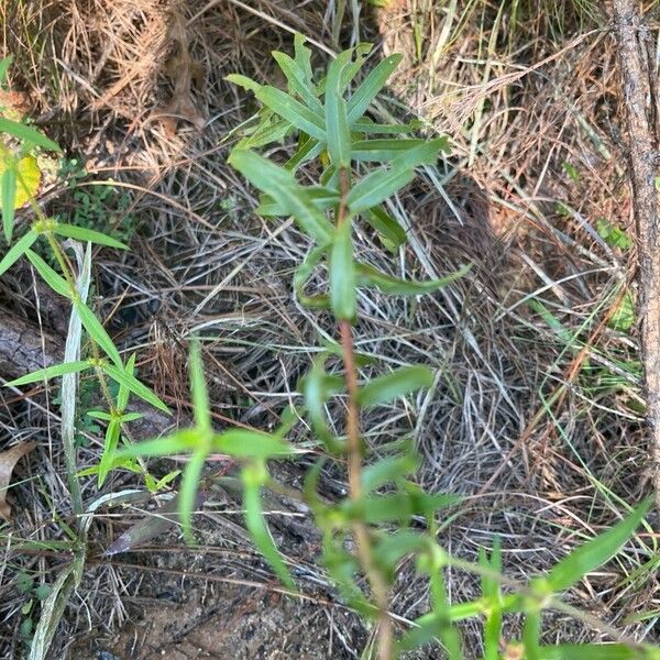 Solidago odora Fulla