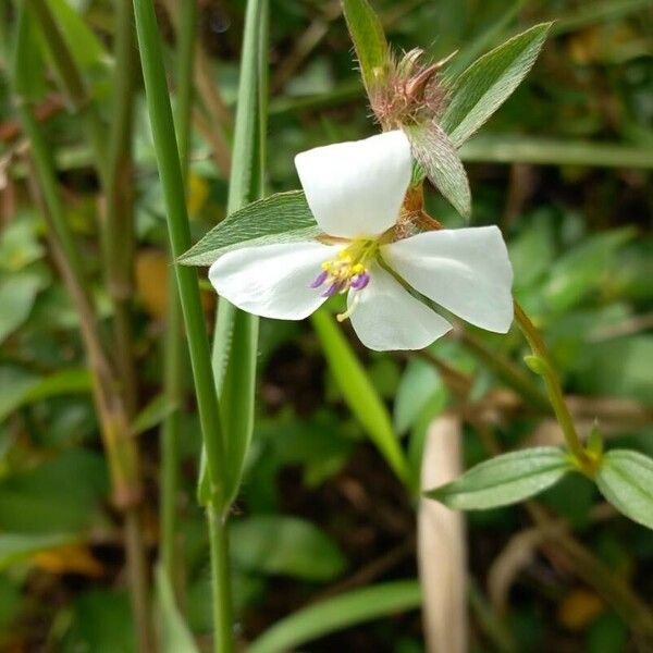 Pterolepis glomerata Blüte