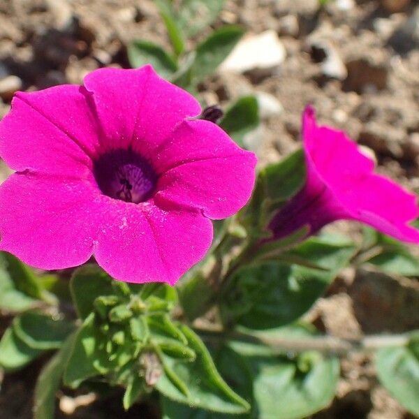 Petunia integrifolia 花