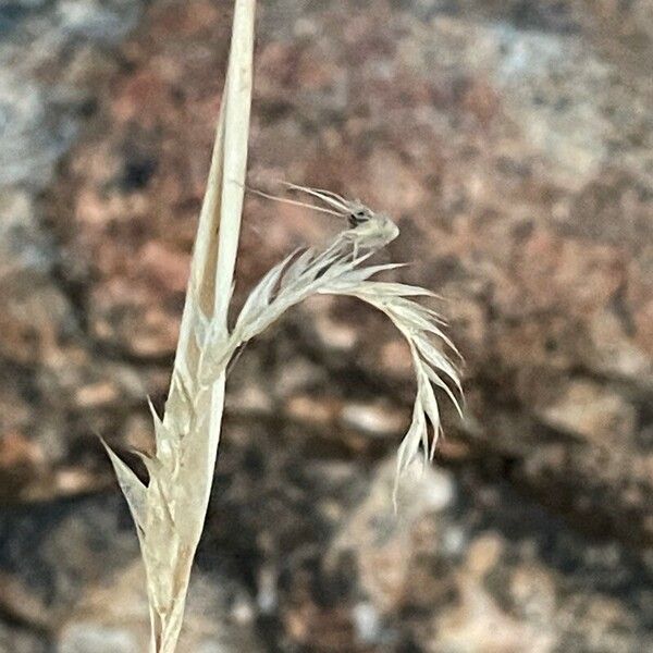 Tetrapogon cenchriformis Blad