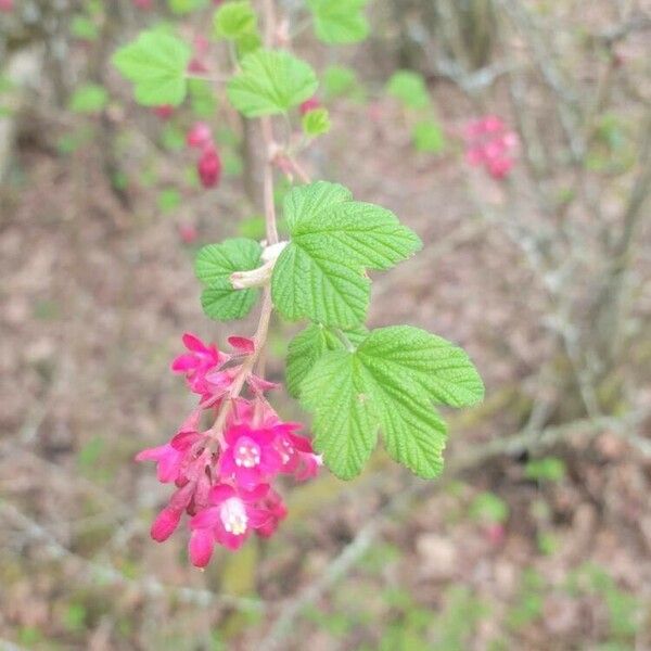 Ribes sanguineum 叶