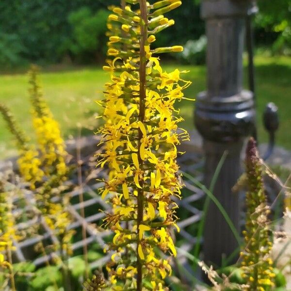 Ligularia wilsoniana Flower