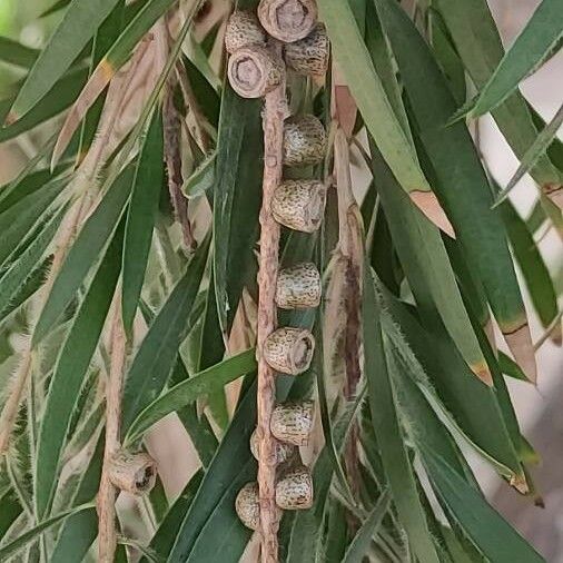 Callistemon citrinus Fruit