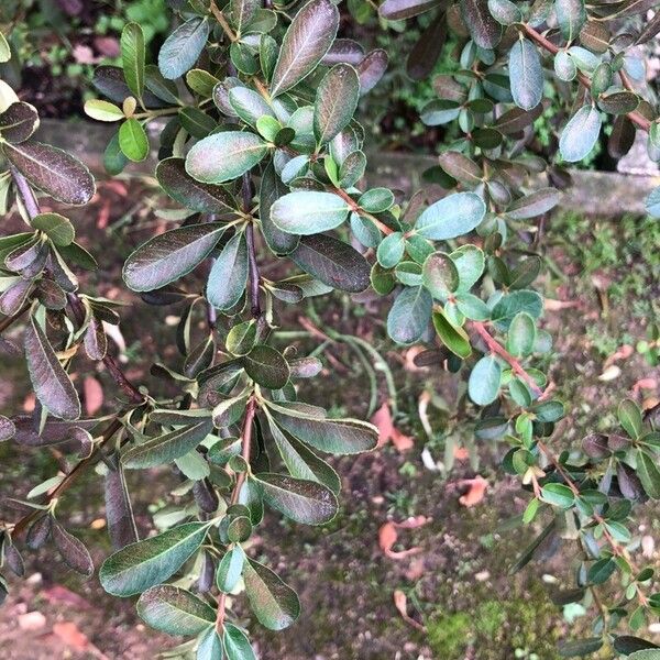 Pyracantha crenulata Ліст