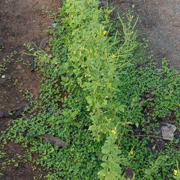 Cleome viscosa Costuma