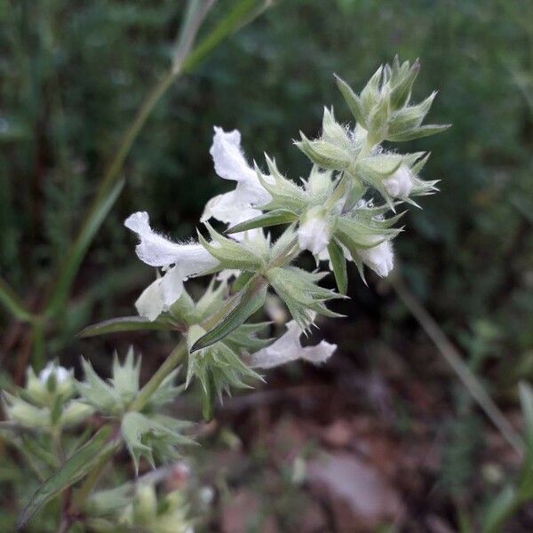 Stachys annua Flower