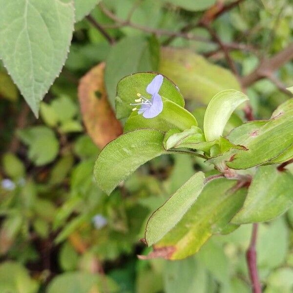 Commelina diffusa Λουλούδι