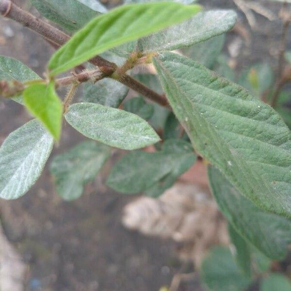 Desmodium incanum Leaf