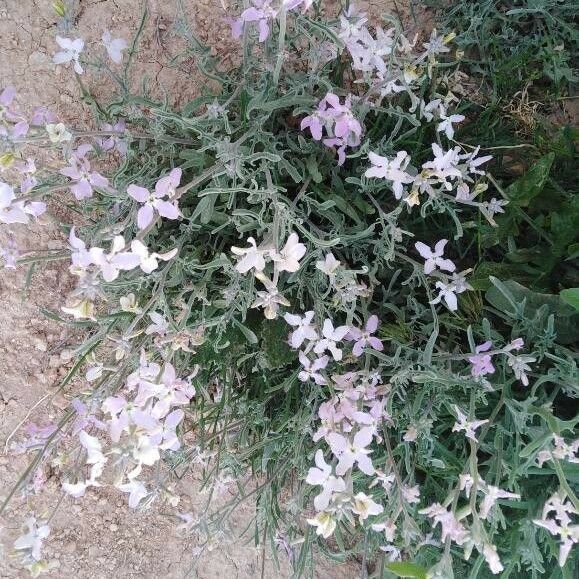 Matthiola longipetala Bloem