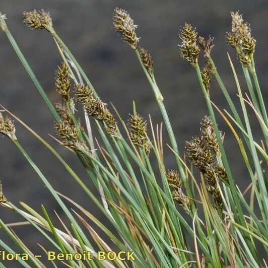 Carex lachenalii Habitus