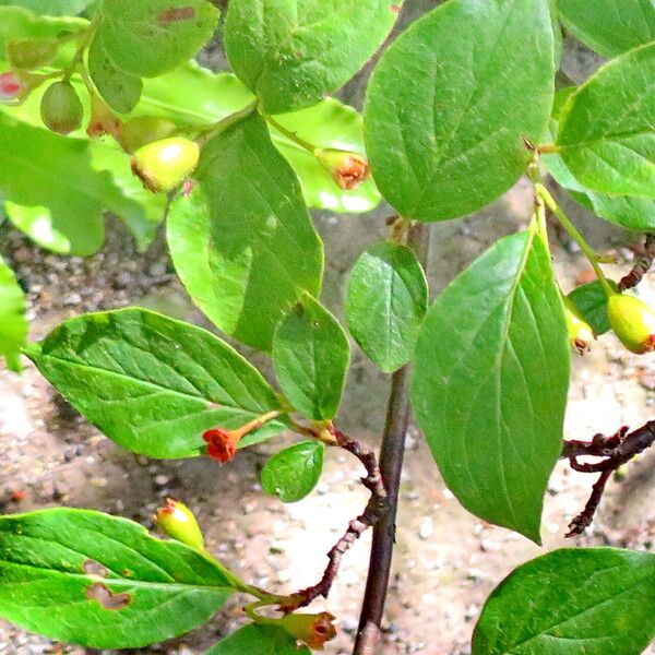 Cotoneaster hebephyllus Fruit