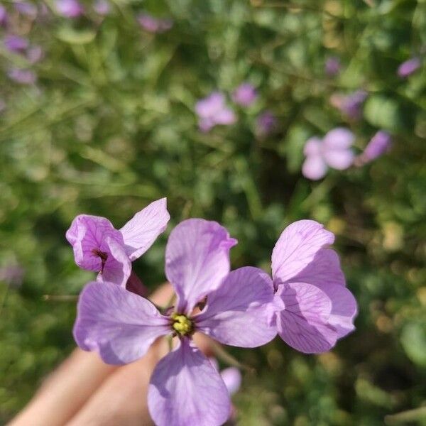 Moricandia moricandioides Blüte