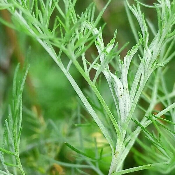 Artemisia abrotanum পাতা