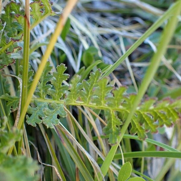 Pedicularis gyroflexa 形態