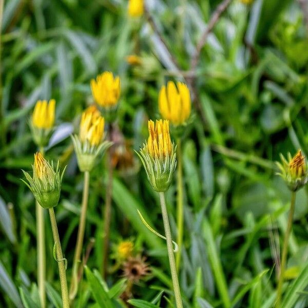 Gazania linearis Kvet