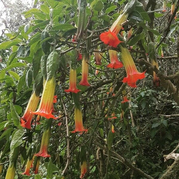 Brugmansia sanguinea Flower