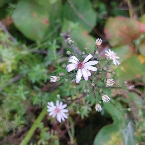 Symphyotrichum cordifolium Квітка