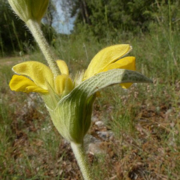 Phlomis lychnitis 花