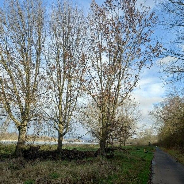 Fraxinus excelsior Habitat