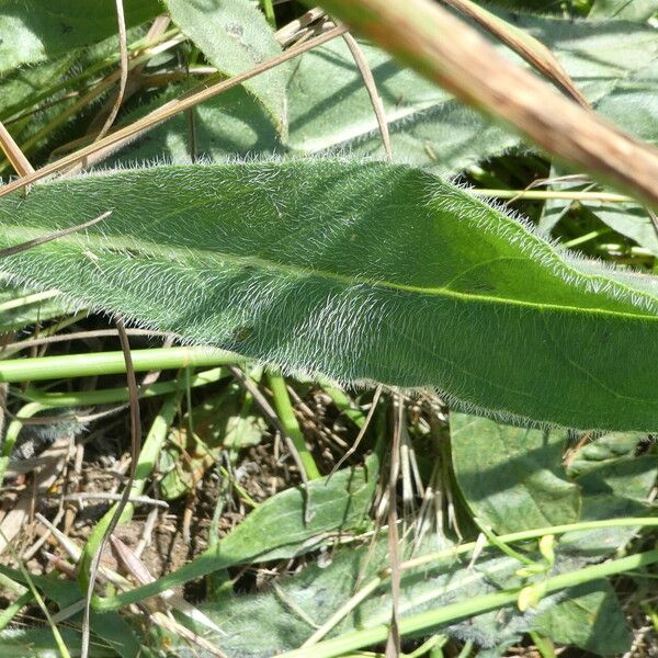 Anchusa azurea Leaf