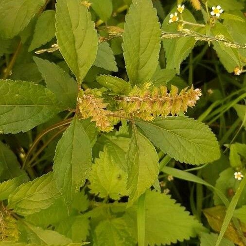 Elsholtzia ciliata Blomma