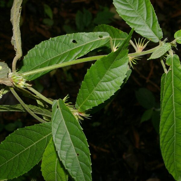 Acalypha apodanthes Blad