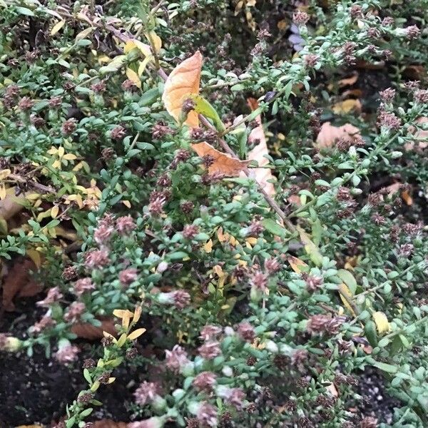 Symphyotrichum lateriflorum Leaf