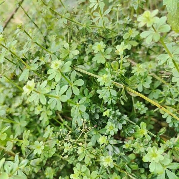 Galium sylvaticum Blad