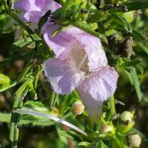 Agalinis purpurea ফুল