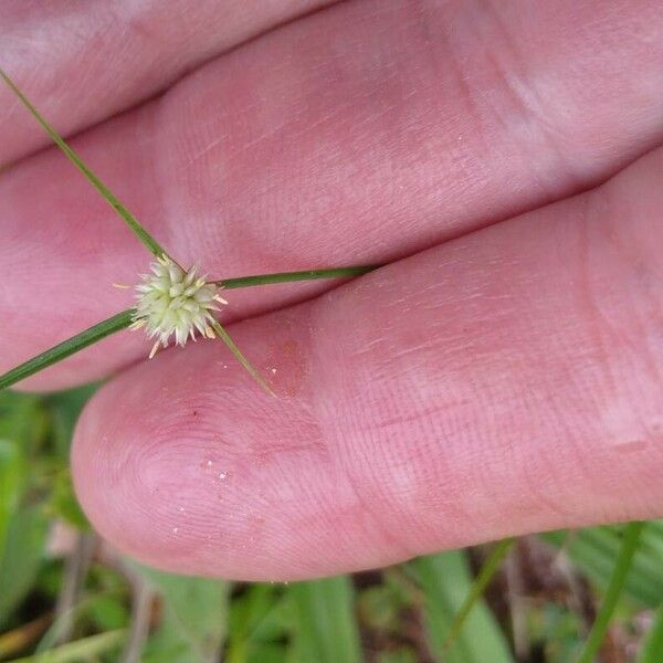 Cyperus brevifolius Квітка