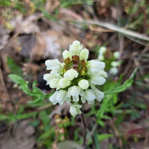 Prunella laciniata Kukka