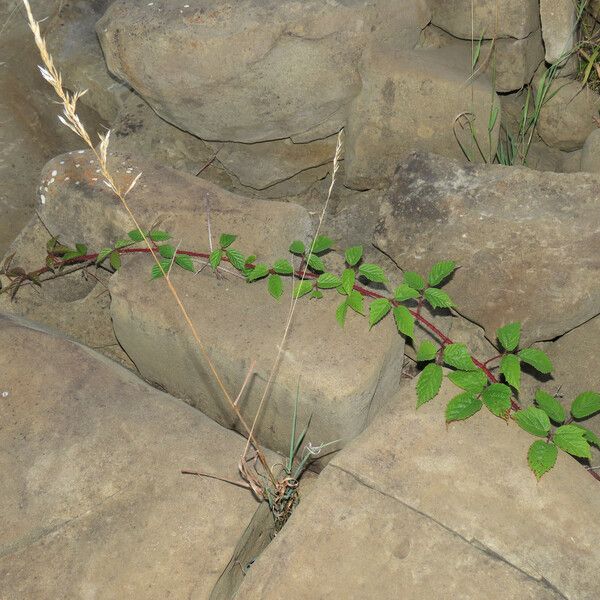 Rubus hirtus ശീലം