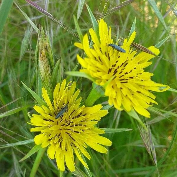 Tragopogon dubius Blodyn