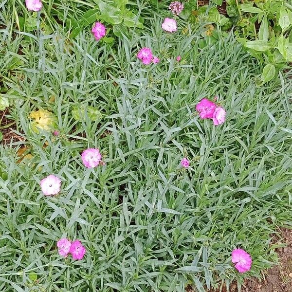 Dianthus caryophyllus Natur