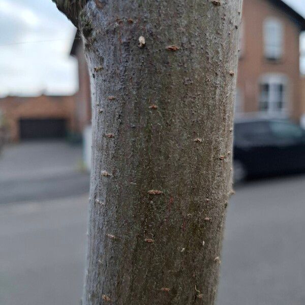 Ulmus glabra Bark