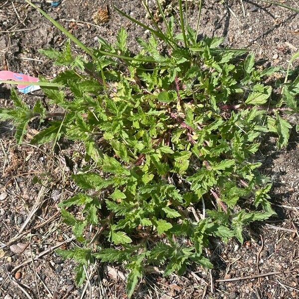 Verbena bracteata Лист