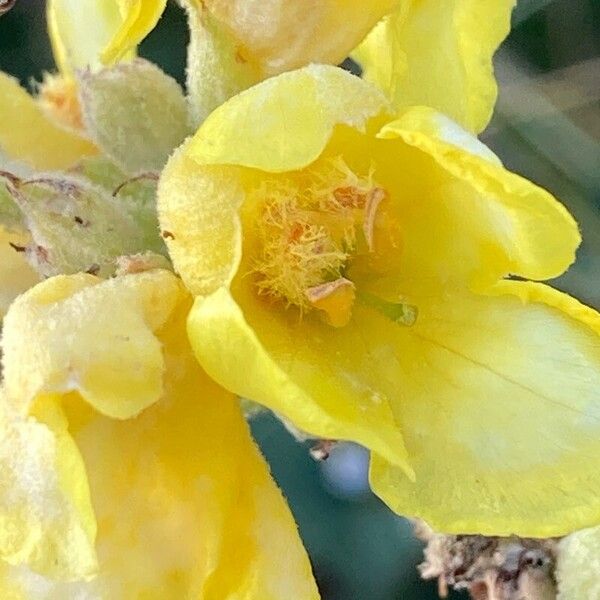 Verbascum densiflorum Flower