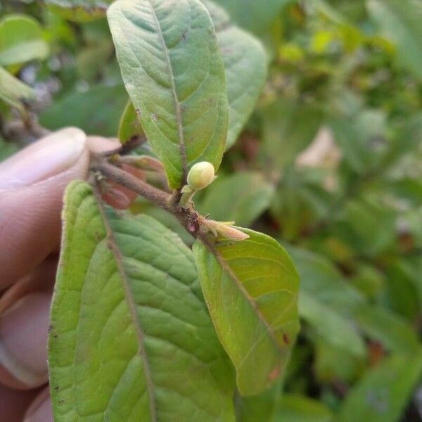 Eugenia stipitata Leaf