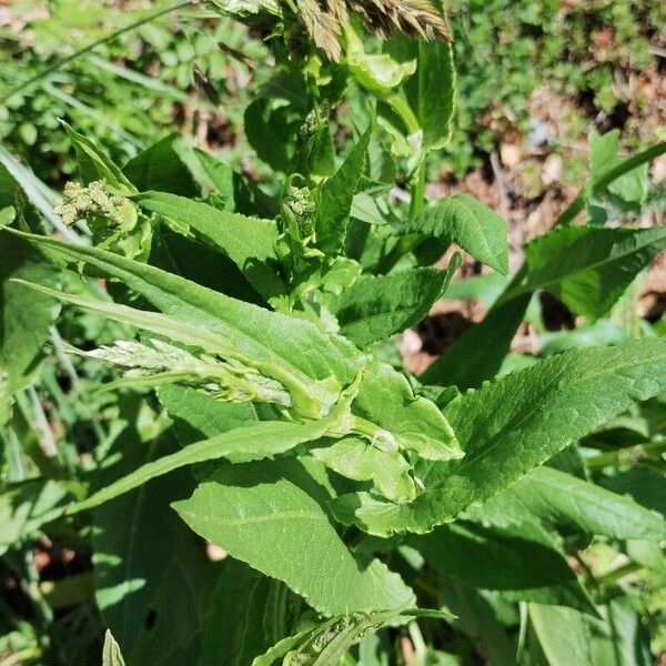 Rumex arifolius Лист