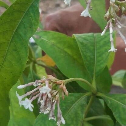 Rauvolfia serpentina Flower